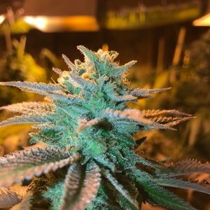 Meet your Posher, Rodney